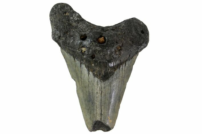 Bargain, Angustidens Tooth - Megalodon Ancestor #163351